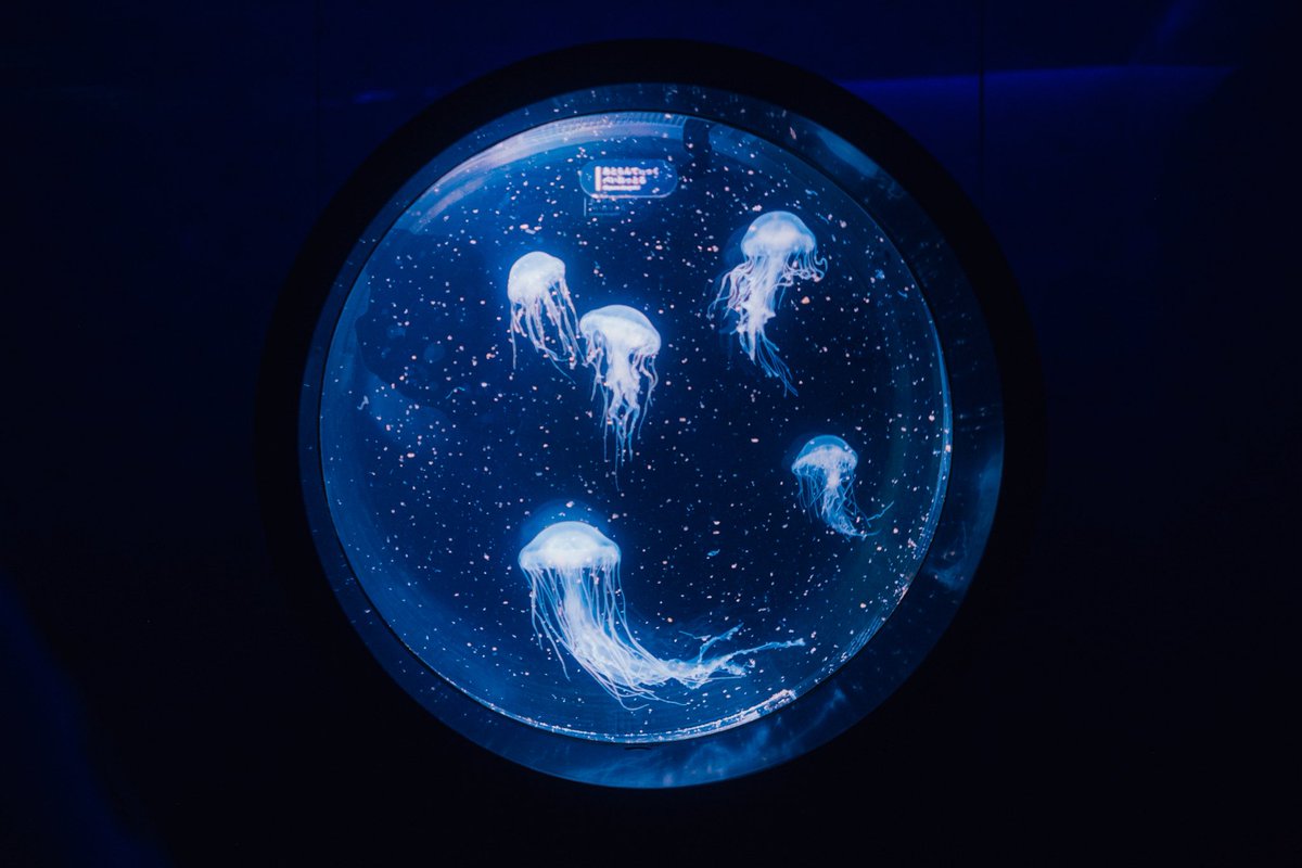 ran_a0_'s tweet photo. jellyfish https://t.co/Aes48h5gb1