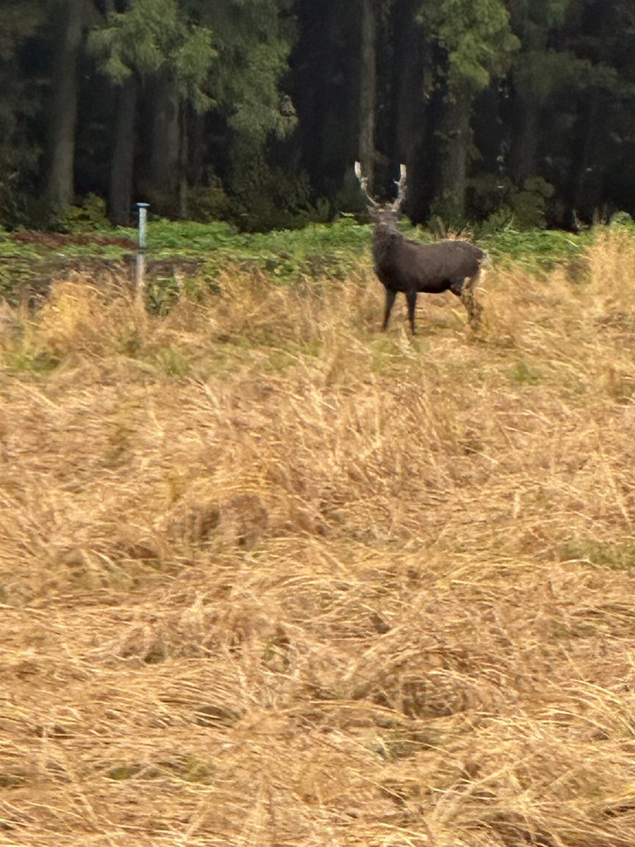 秋田は熊が多いけどそれ以外もいるんです。毎回熊見ますが、昨日はこの方も見ました。鹿島を思い出しました笑
#熊　#atlrs_official  #秋田市