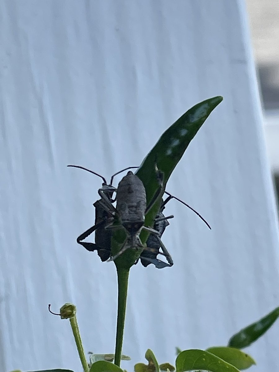 NotGBE's tweet image. look at these mothersuckers #Siphoning the pepper plant