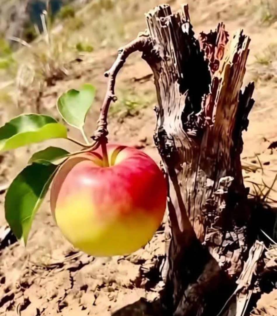 إذا ربُّ العبادِ وَهَب... فلا تسألنّ عن السبب
فإذا كتبَ الله لك شيئاً ... هَيَّئ له الأسباب وسخَّرها لمشيئته !
سبحانه