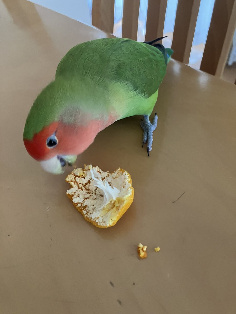 すてら (@OWV0gVci0GgRNco) / Posts / X