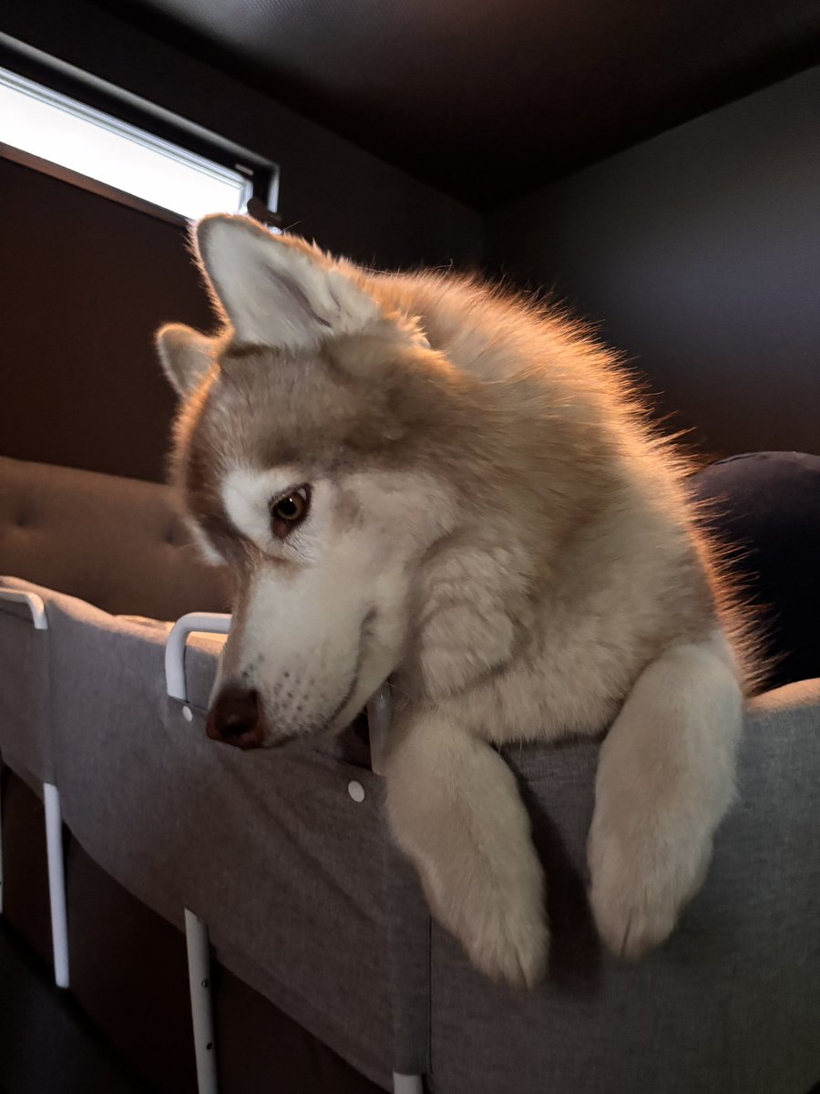 茶々丸チャチャチャ👐 (@chacha_maru1113) / Posts / X