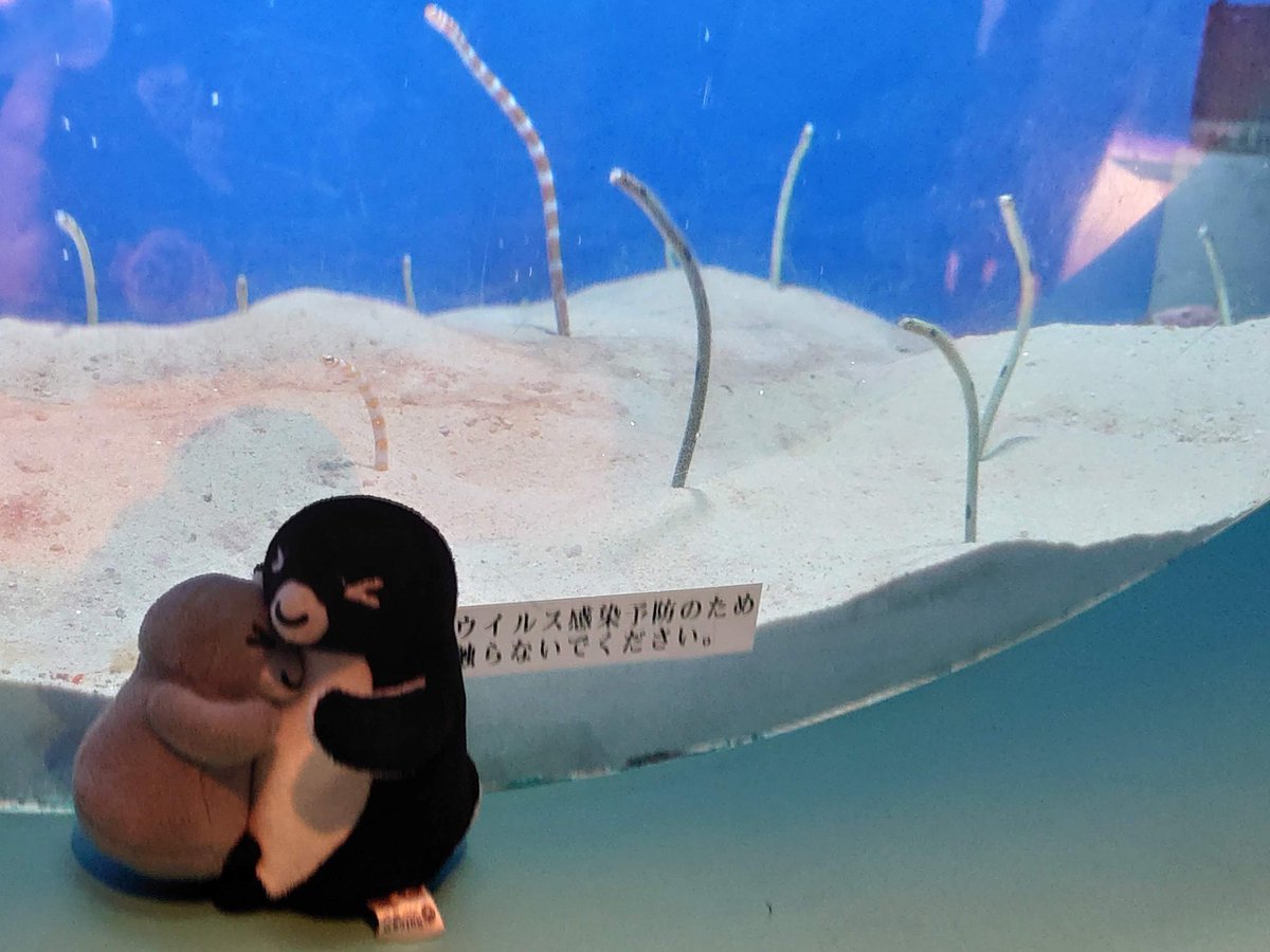 タウシュベツペンギン on X