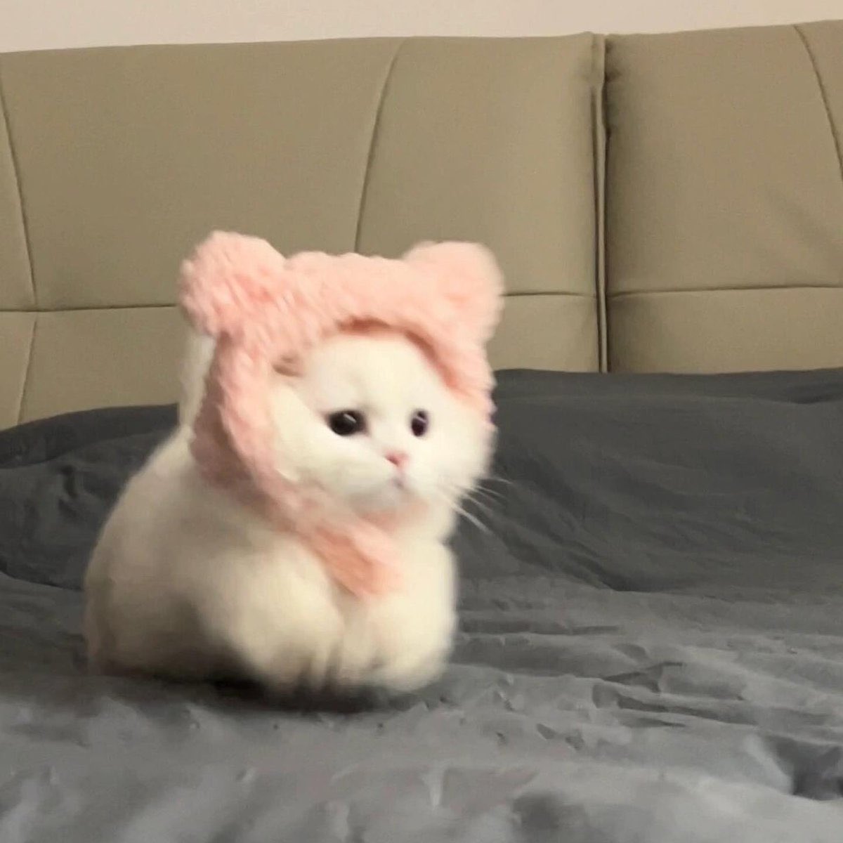 kimterin_'s tweet image. excuse meow