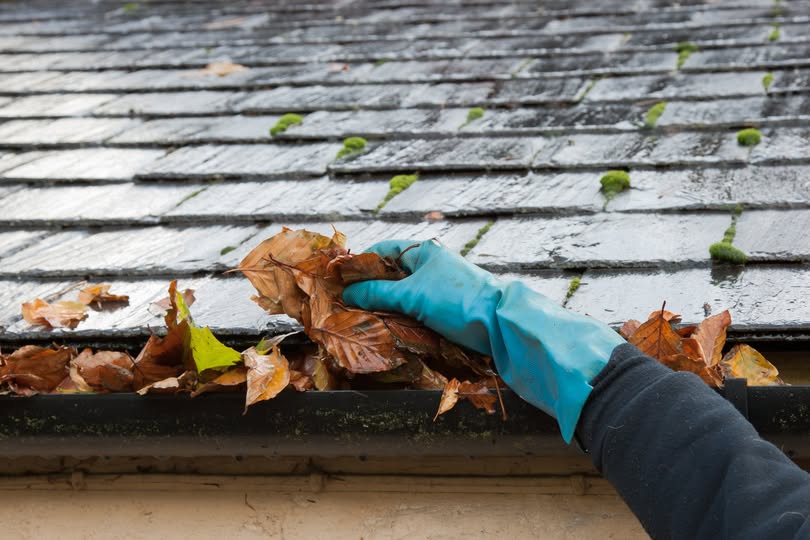 MSMVCD's tweet image. Before you deck the halls, check those gutters! 🍂💡 Mosquitoes love standing water, even during the holidays. Clearing out your gutters = fewer mosquitoes. So while  you’re up there hanging lights, do double duty! 🎅 Your future self (and your neighbors) will thank you.