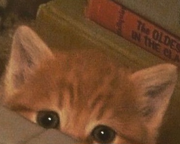 smol silly cat (@catsillyness) on Twitter photo 