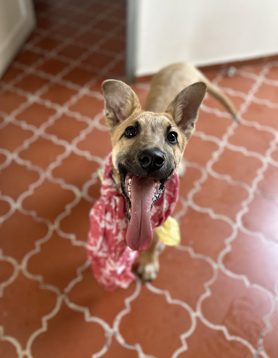 Alina_Gag's tweet image. Me llamo Dominico. Cuando era muy pequeñito minúsculo casi muero porque alguien (un enemigo) me dejó en medio de la nada. Yo, obvio, no sabía qué hacer! Tenía mucho frío y volteaba para todos lados pero nadie podía ayudarme

¡Era un bebé pequeñito! Ese enemigo era muy enemigo