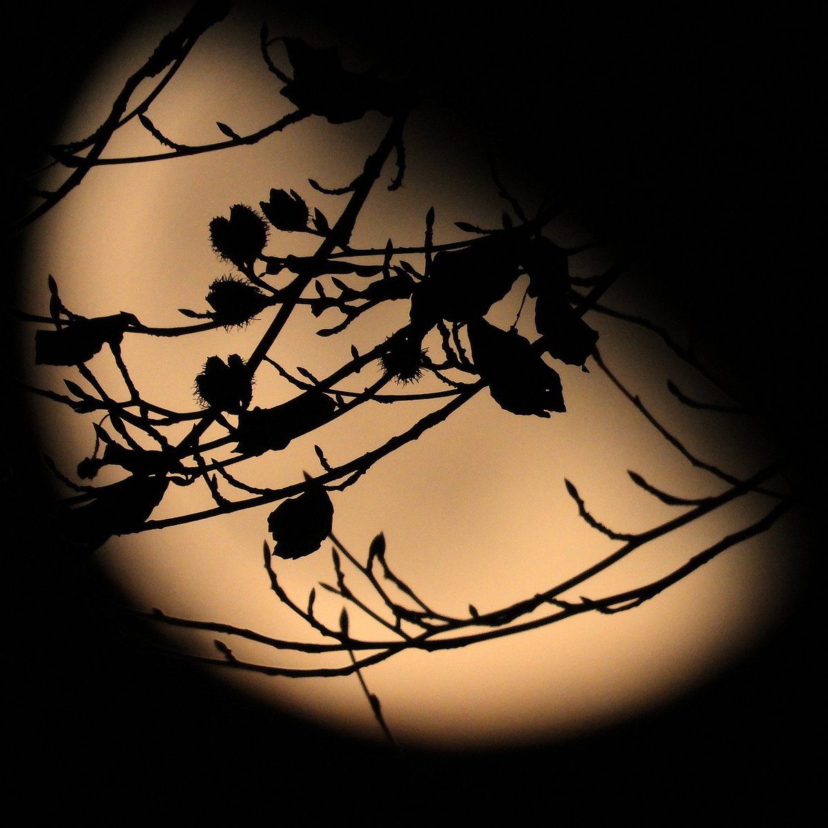 FunkyAppleTree's tweet image. Quick moon before bed, rising &amp;amp; waning gibbously at 64% @StormHour @ThePhotoHour