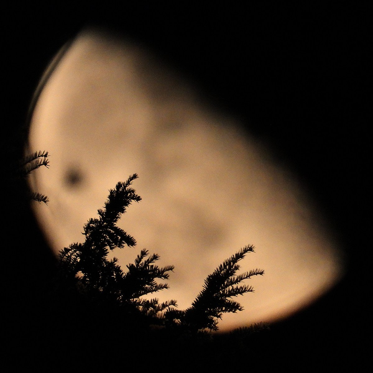 FunkyAppleTree's tweet image. Quick moon before bed, rising &amp;amp; waning gibbously at 64% @StormHour @ThePhotoHour