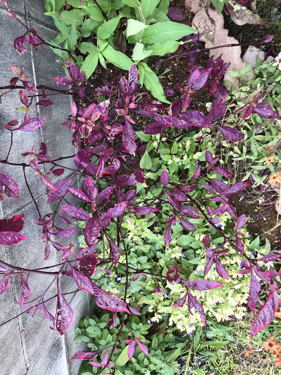 coco様ページ Okamoto Keiju 岡本圭樹 KickFlip | 250125BDM HD 👊➡️🥺 #Keiju