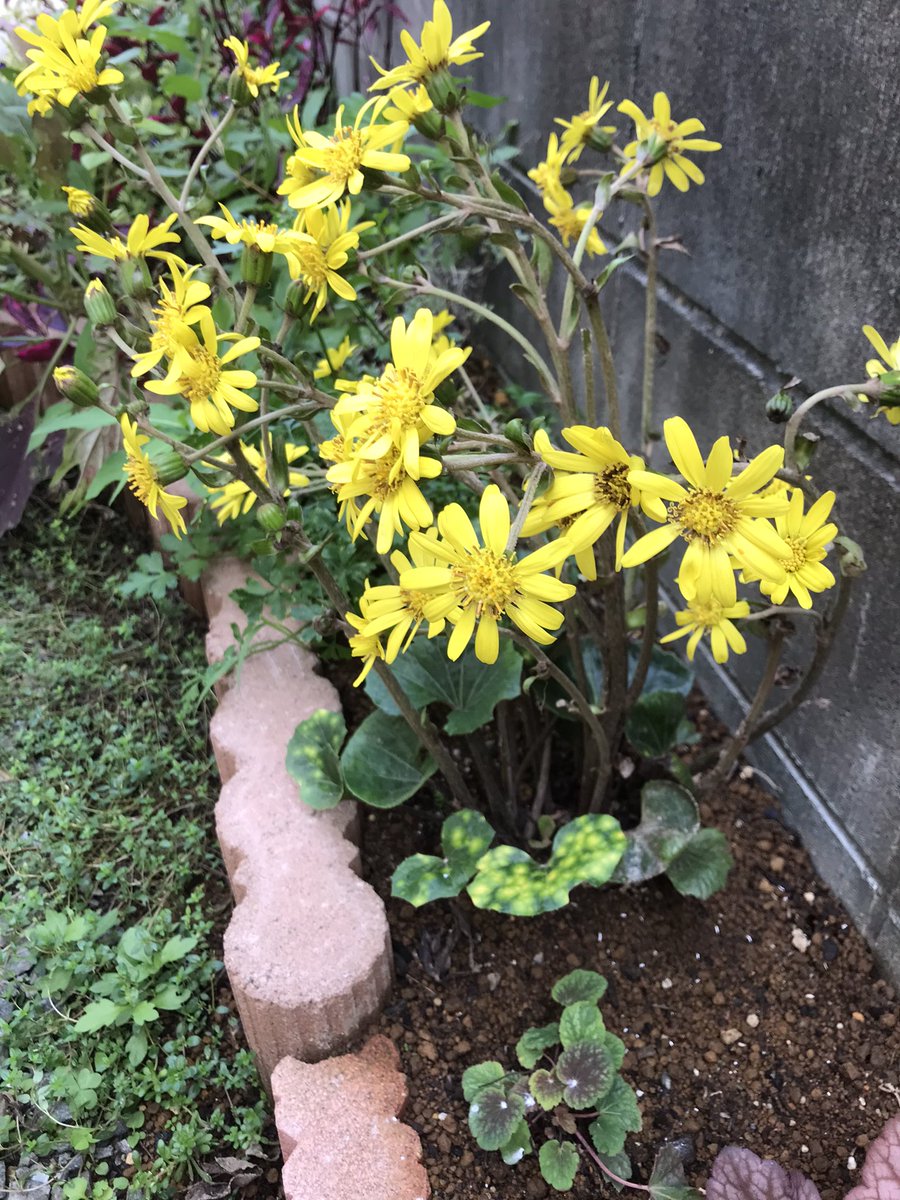 coco (@coco_n) / Posts / X