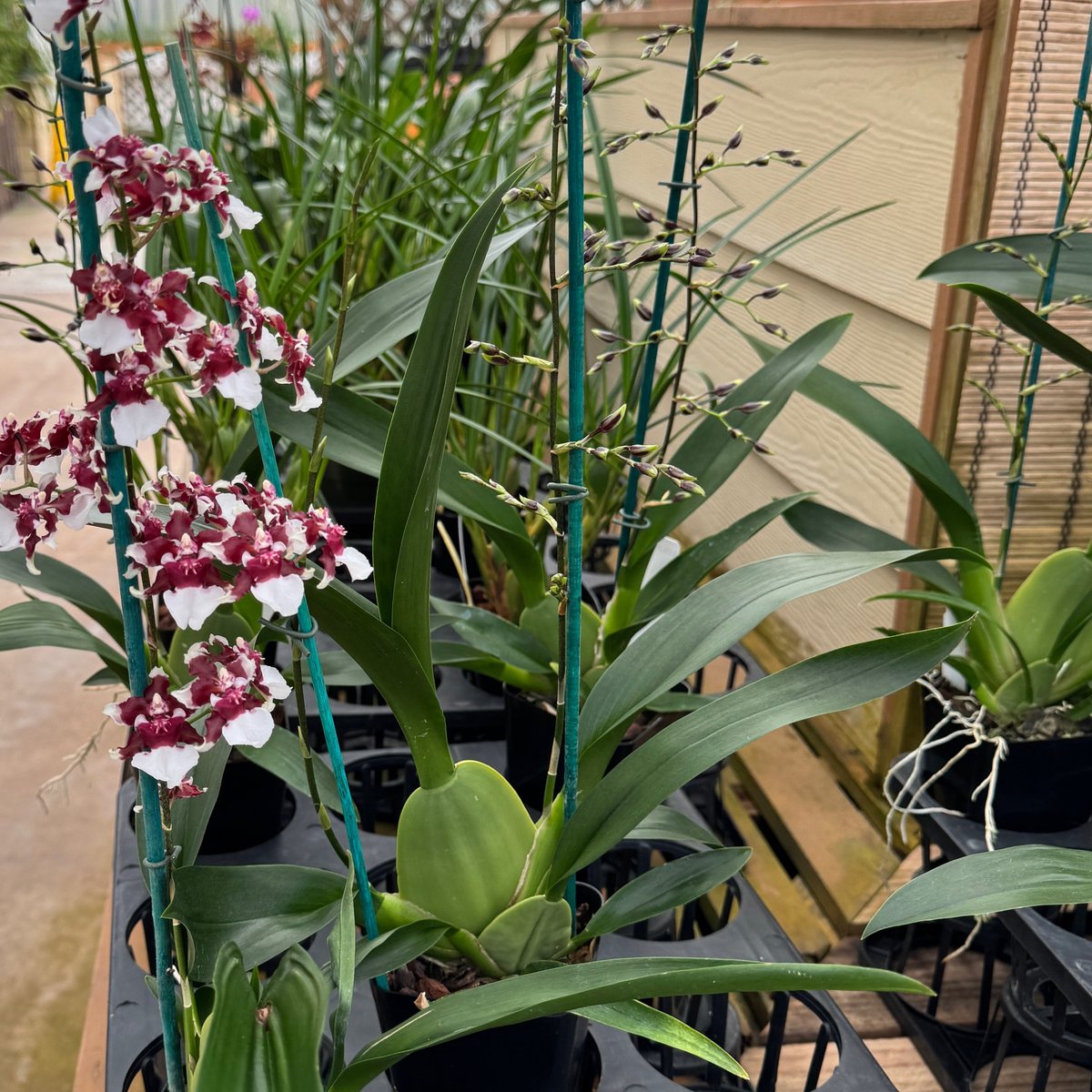 AkatsukaOrchid's tweet photo. The Oncidium Heaven Scent ‘Redolence’ is blooming! Tiny brown-and-white dancing ladies with a sweet chocolate fragrance — a must for orchid lovers & chocoholics alike. 🌸💛
#ChocolateOrchid #Oncidium #FragrantOrchid #BloomingNow https://t.co/jZAcnf9UvA