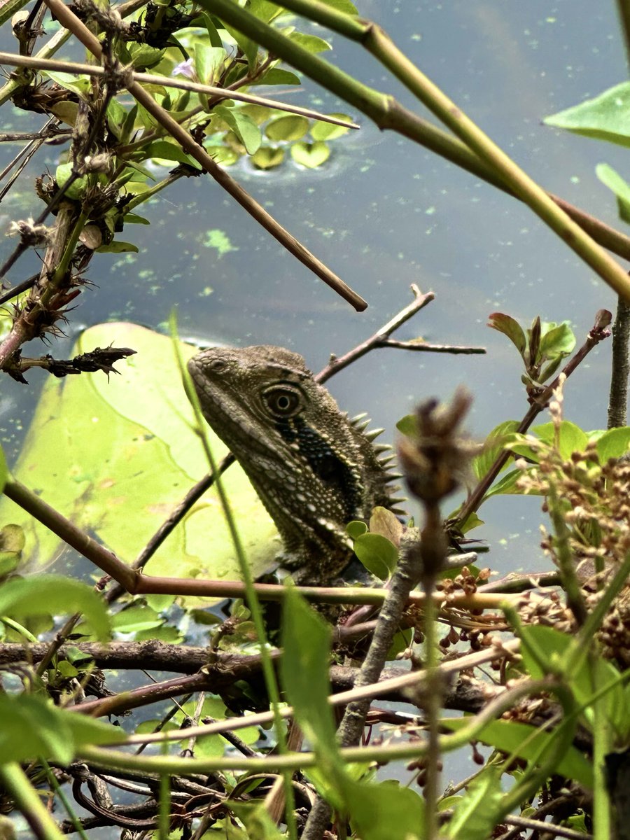 WolframJoy's tweet photo. Hey, buddy — back to studying. #FinalExamWeek The University of Queensland 🦎📚 @UQ_News https://t.co/dvTuAyrTxI