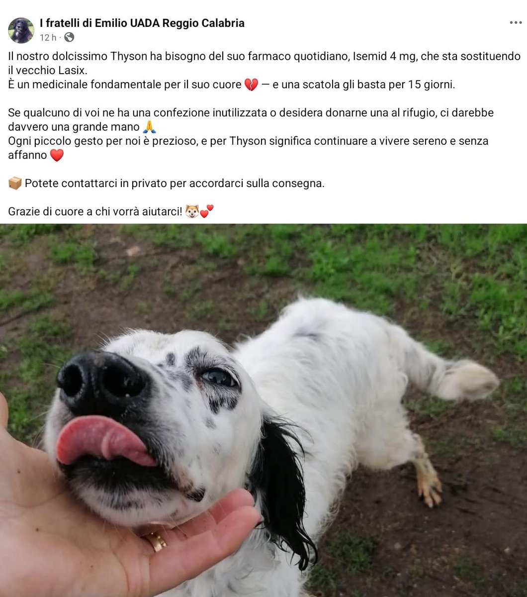unonlus's tweet photo. #Thyson #cercafamiglia
Chi può donargli Isemid 4 mg.
È un medicinale fondamentale per il suo cuore ❤️
🆘️🙏🏻🆘️🙏🏻
📦 Potete contattarci in privato per accordarci sulla consegna.
Per info: 3455855216 (se non risponde mandate un messaggio)
#uadareggiocalabria https://t.co/6i1xhrib4P