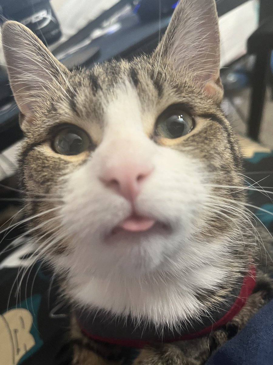 Septilence tweet media