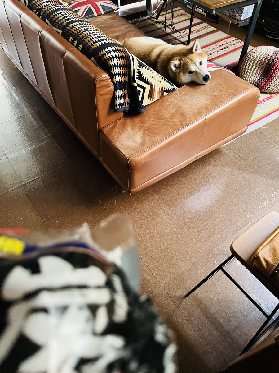 bubbledept's tweet image. 犬に凝視されながら冷蔵庫の消臭剤を交換する時間の掛け替えのなさ