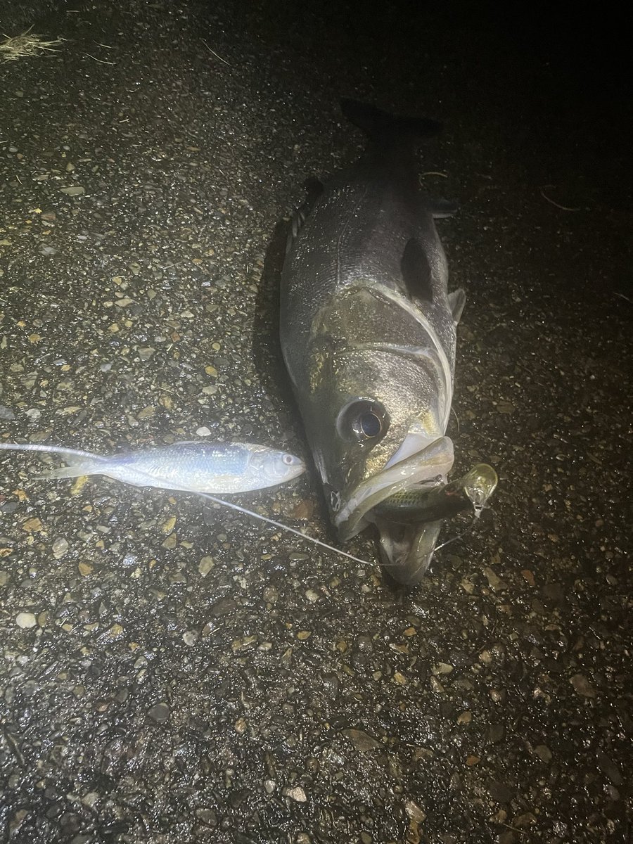nowiiifish's tweet photo. 一昨日の釣果🎣
シーバス3ヒット2キャッチ🐟
キリンジとカゲロウMDにて！

昨日の釣果釣り
シーバス5ヒット1キャッチ🐟
カゲロウMDにて！
バラしすぎ💦針の大切さを学びました‼️ https://t.co/cflW1Mvqtf