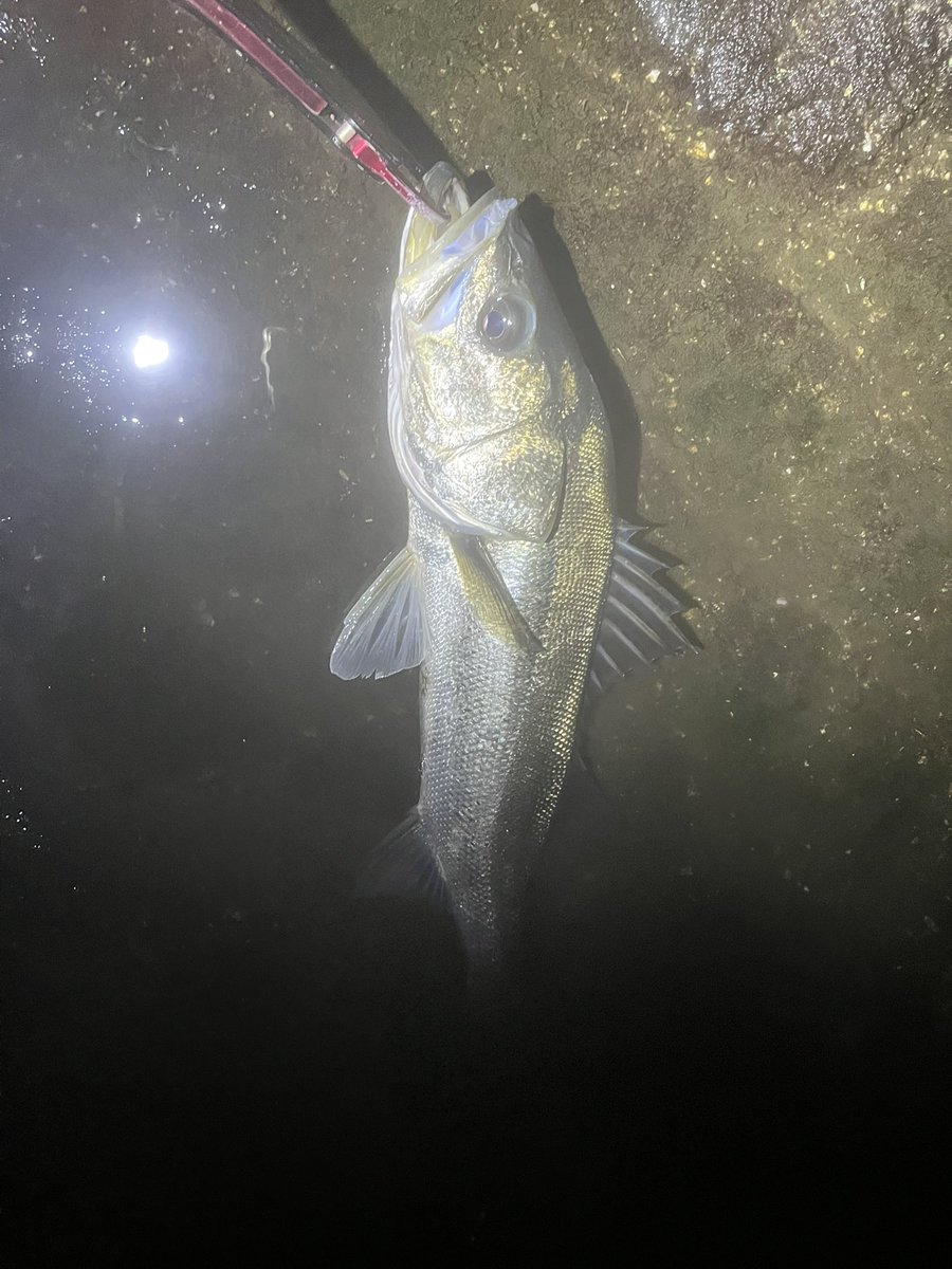 nowiiifish's tweet photo. 一昨日の釣果🎣
シーバス3ヒット2キャッチ🐟
キリンジとカゲロウMDにて！

昨日の釣果釣り
シーバス5ヒット1キャッチ🐟
カゲロウMDにて！
バラしすぎ💦針の大切さを学びました‼️ https://t.co/cflW1Mvqtf