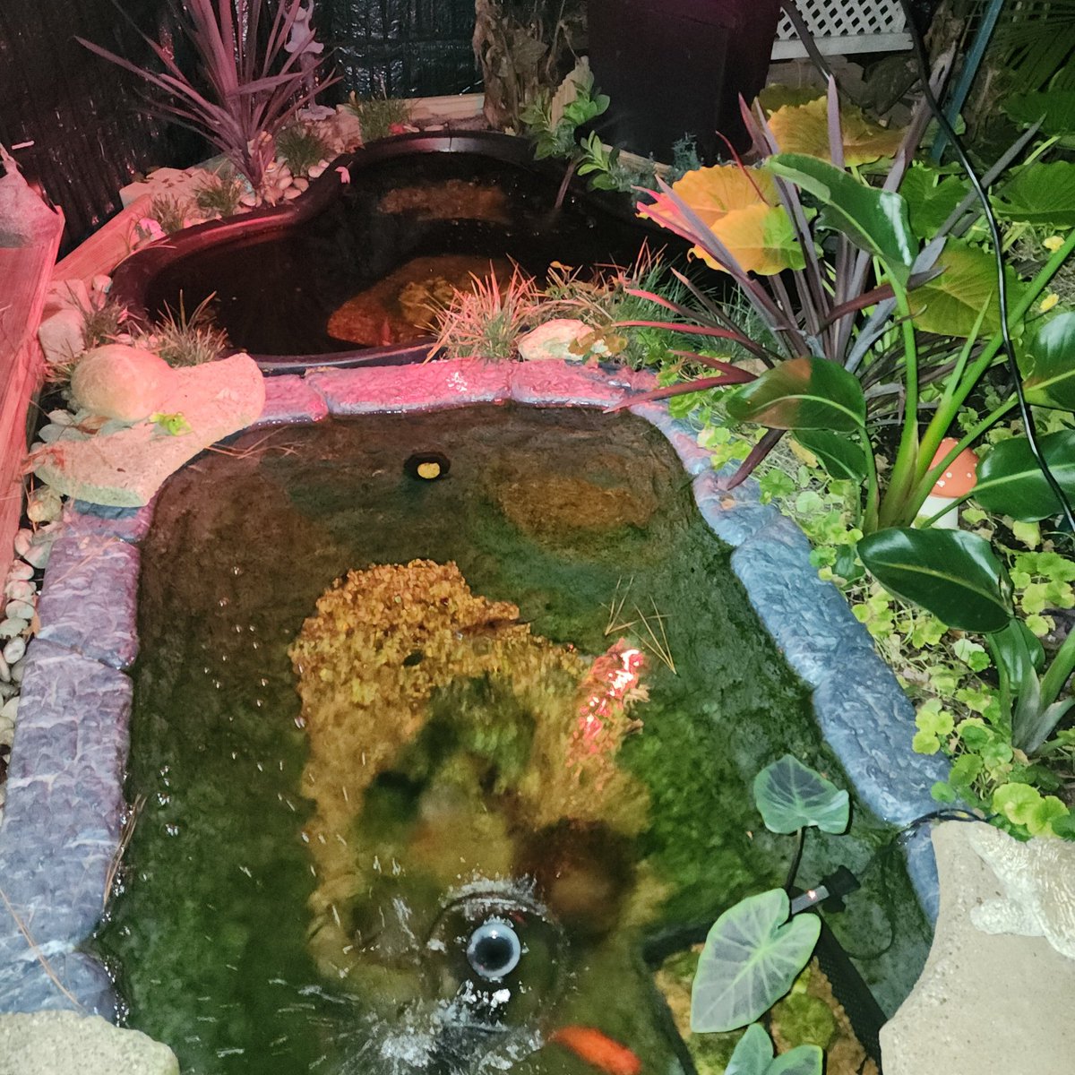 SandyFields's tweet image. Attempting to keep my 6 Fish alive with 29 degree temps in coming. Low temps really early this year in eastern Virginia
