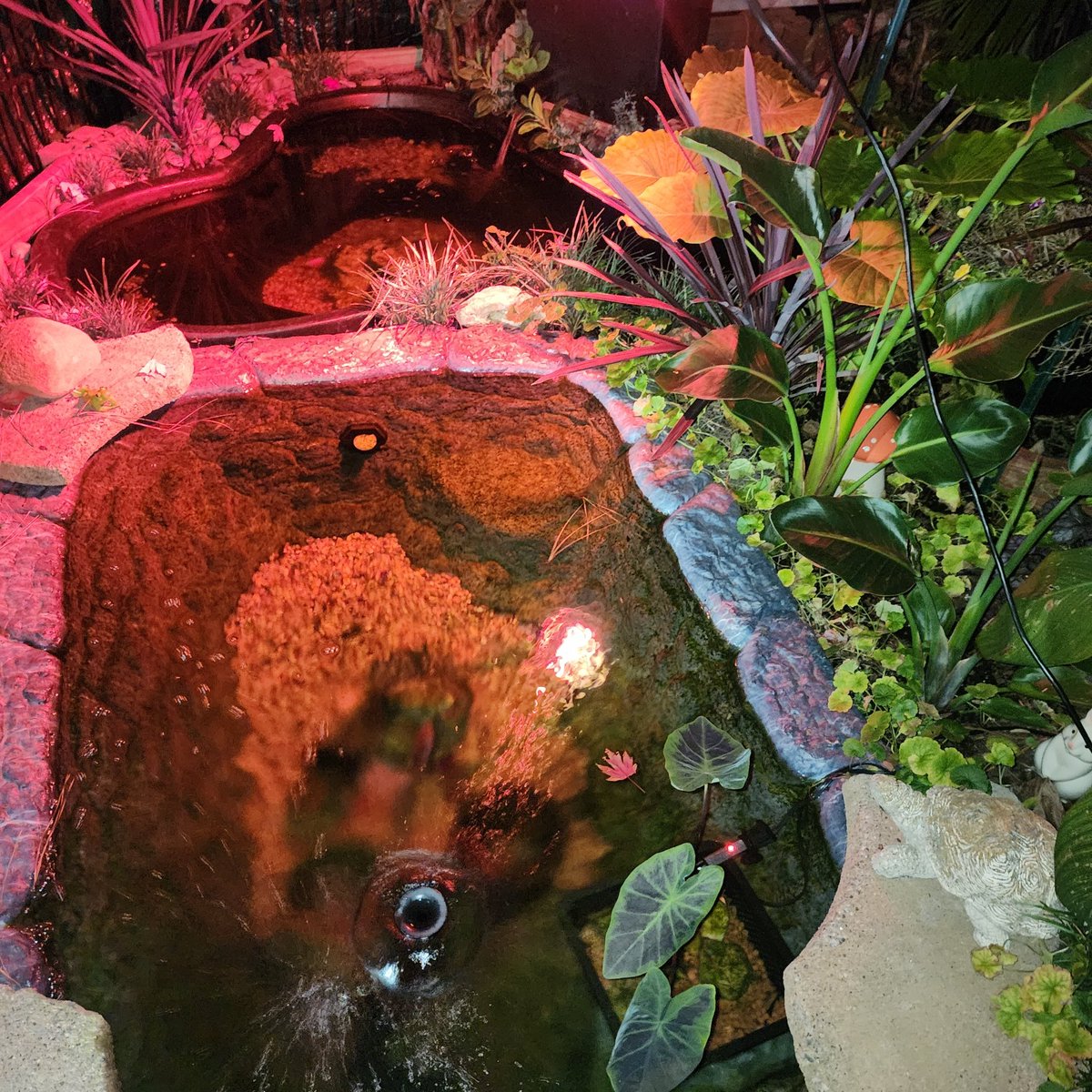 SandyFields's tweet image. Attempting to keep my 6 Fish alive with 29 degree temps in coming. Low temps really early this year in eastern Virginia