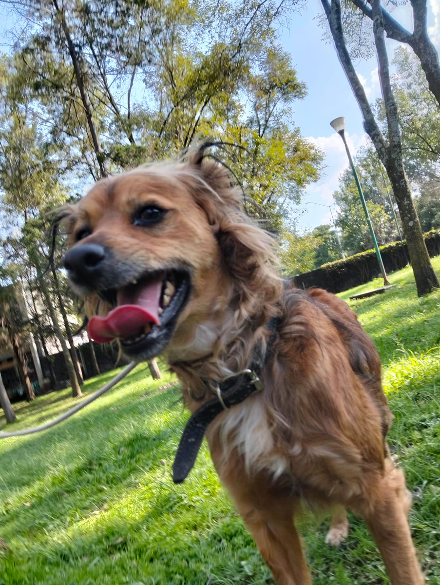 Amigos seguimos buscando una familia para Peluso ,tiene 2 años aprox, talla chica-mediana 
Wats 5548724347
#AdoptaUnPerrito #CiudadDeMéxico