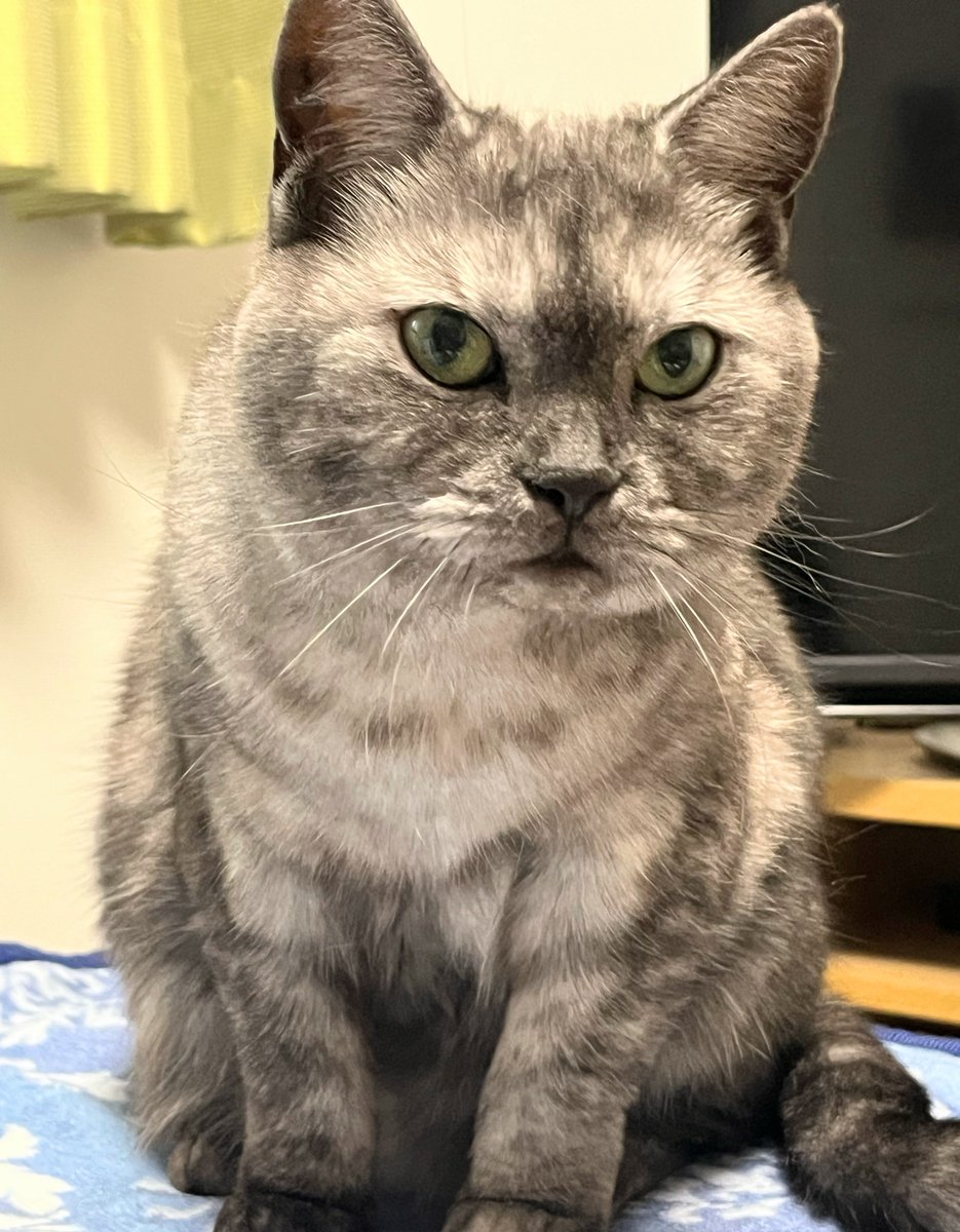 11/11(火)おはようございます
🍁🍂

通勤通学の方気をつけて行ってらっしゃい👋

今日もくっちゃんはお留守番
😺✊

佳い一日をお過ごしください
🐈‍⬛🤎🧡