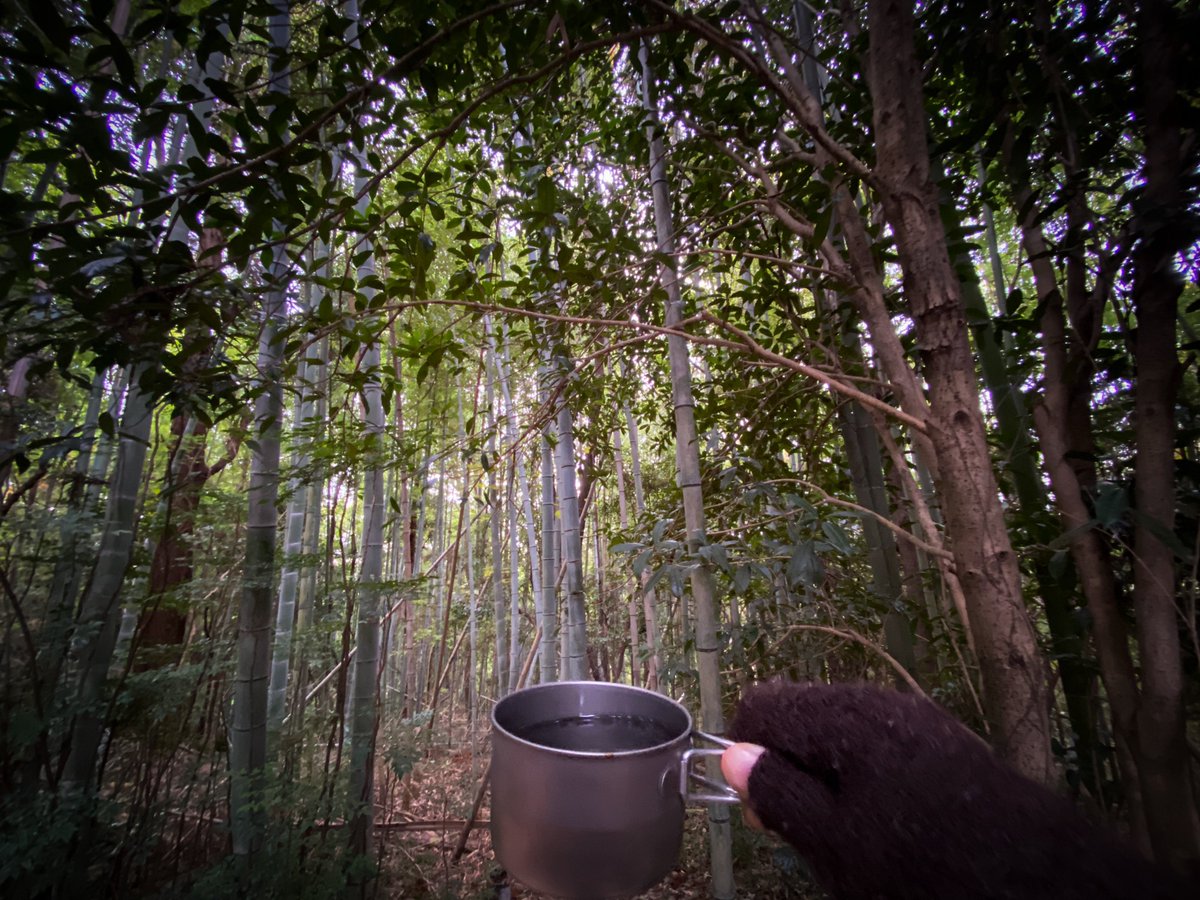 ano_hoshi's tweet photo. 朝のコーヒーはインスタントで
竹林を眺めながら
#ソロキャンプ #キャンプ #コーヒー #st310 #朝 https://t.co/ie87qWSRgb