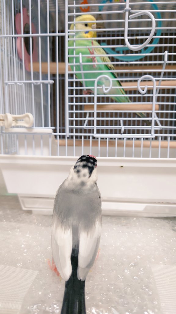 N𓅪𓅪𓅪 (@nao_kd) / Posts / X