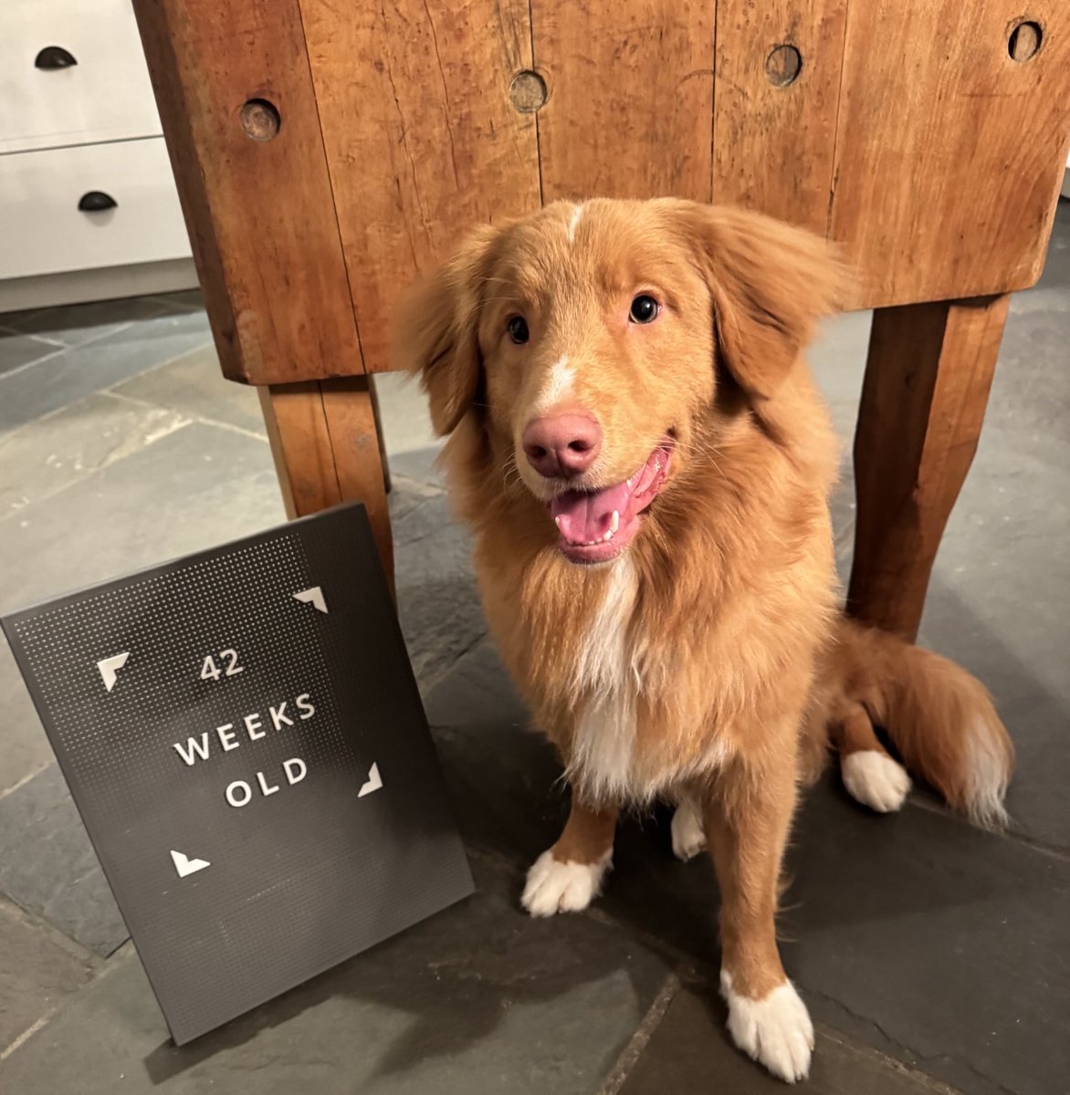 Augie (Shadow 🌈) tweet media