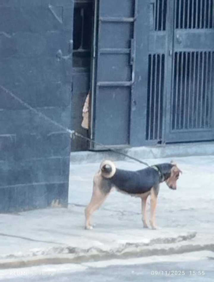 Reporta <a href="/FirE_05D/">@ChiSPa🔥🇦🇲🗽🐕‍🦺🐾😾</a>: 📢Maripérez Av Ppal ,Con CALLE TRUJILLO #Caracas La Tienen Llevando En  Esa PEPA DE SOL 🐕‍🦺🐕‍🦺💔,Sin Agua  Esos Cñesmds Malparid. s De 💩