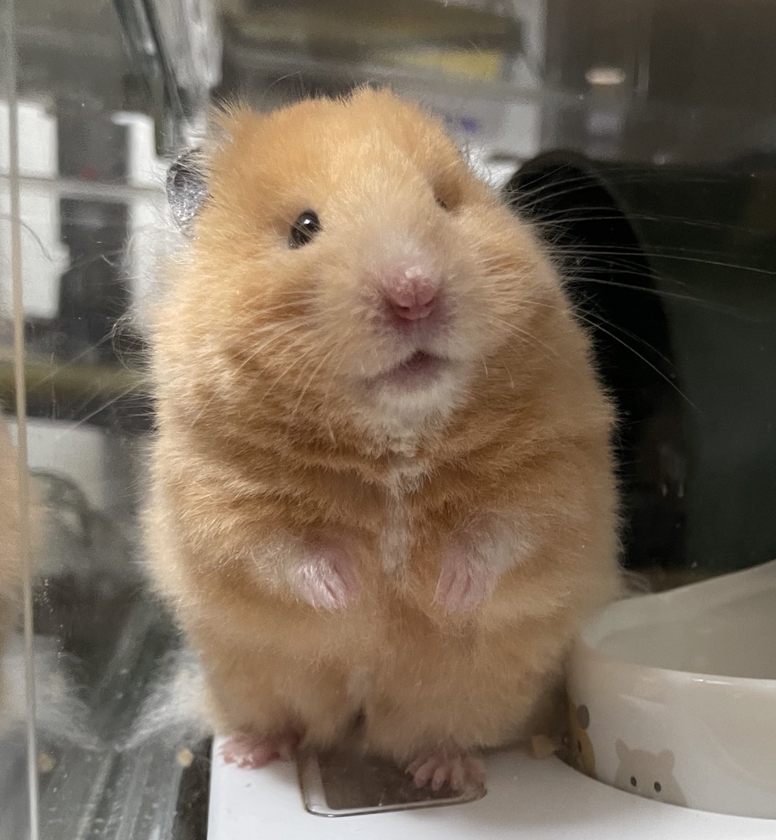 tomomo🍎🥧 (@tomomo256) / Posts / X