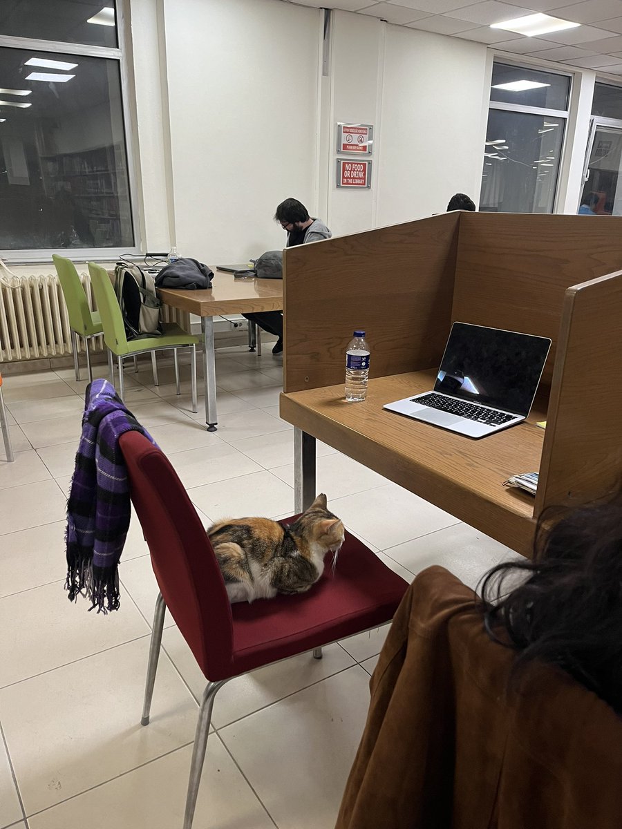 calismamak icin kediye donustum