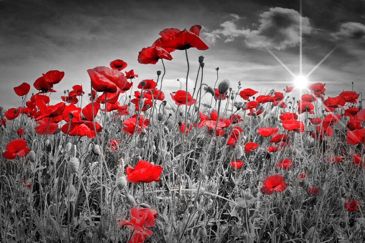 Lest We Forget
#RemembranceDay