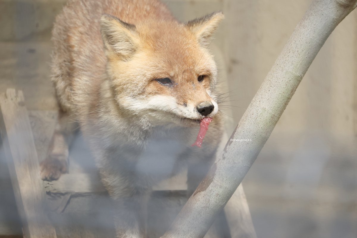 Cheng-Ren🦊🐺 on X