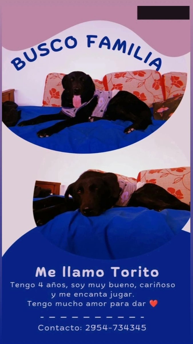 YonFru_'s tweet photo. Gente de Santa Rosa: necesito encontrarle un hogar urgente a Thor. Lo tengo en tránsito hace 5 meses, pero ahora me mudé y no lo puedo tener más. Sino, tiene que volver al lugar donde estaba, que lo tenían cagado de hambre encerrado en un patio.

Difundir plis https://t.co/TLtBJUeqsX