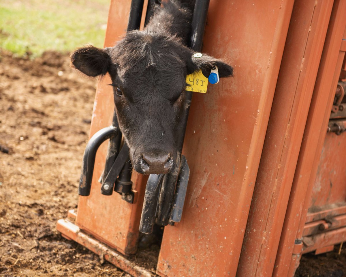 Submitting #cdnangus weaning weights? Include cow weights &amp; body condition score, to be taken w/in 45 days (before or after) calf weaning weight. Cow docility, foot angle &amp; claw set scores can also be taken on cows at this time.