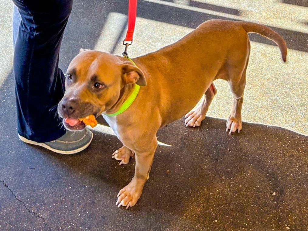 ❤️ Thank You, Raising Cane’s! 🐾
We are so grateful to our friends at Raising Cane’s for the donation from Plush Puppy sales! Thank you for making a difference in our community!
#wacotx #petcirclewaco #offthecircle #adoptdontshop @RaisingCanes4212FranklinAveWacoTX #RaisingCanes