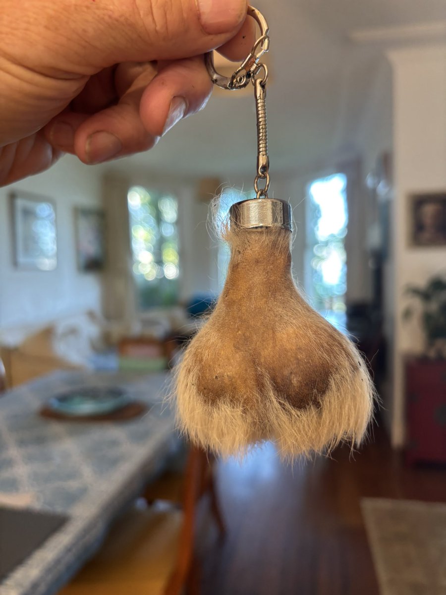 Kate_McClymont's tweet photo. Gold: the kangaroo scrotum which was flung at Richo! 🤣🤣 https://t.co/xZmrEBTGcK
