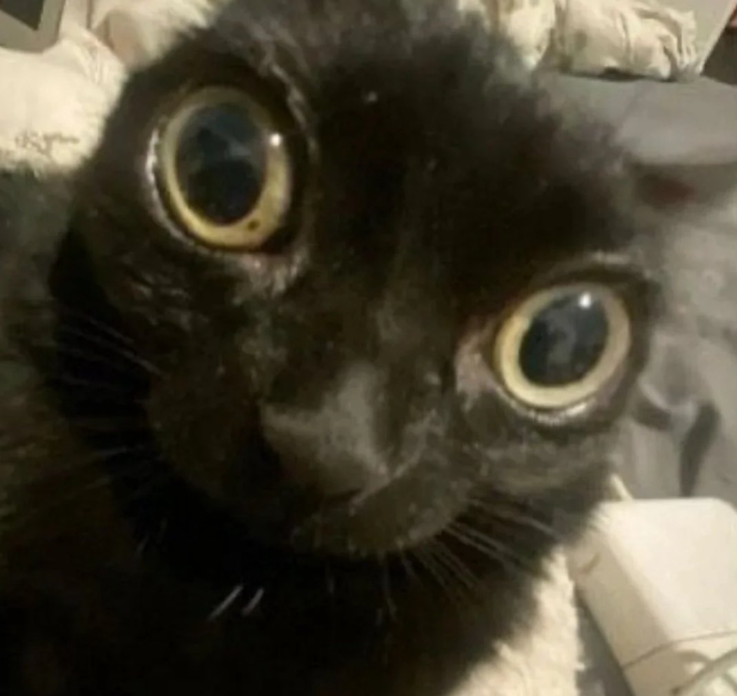 Machina X Flayon🪫@HOLOSTARS EN (@machinaxflayon) on Twitter photo 