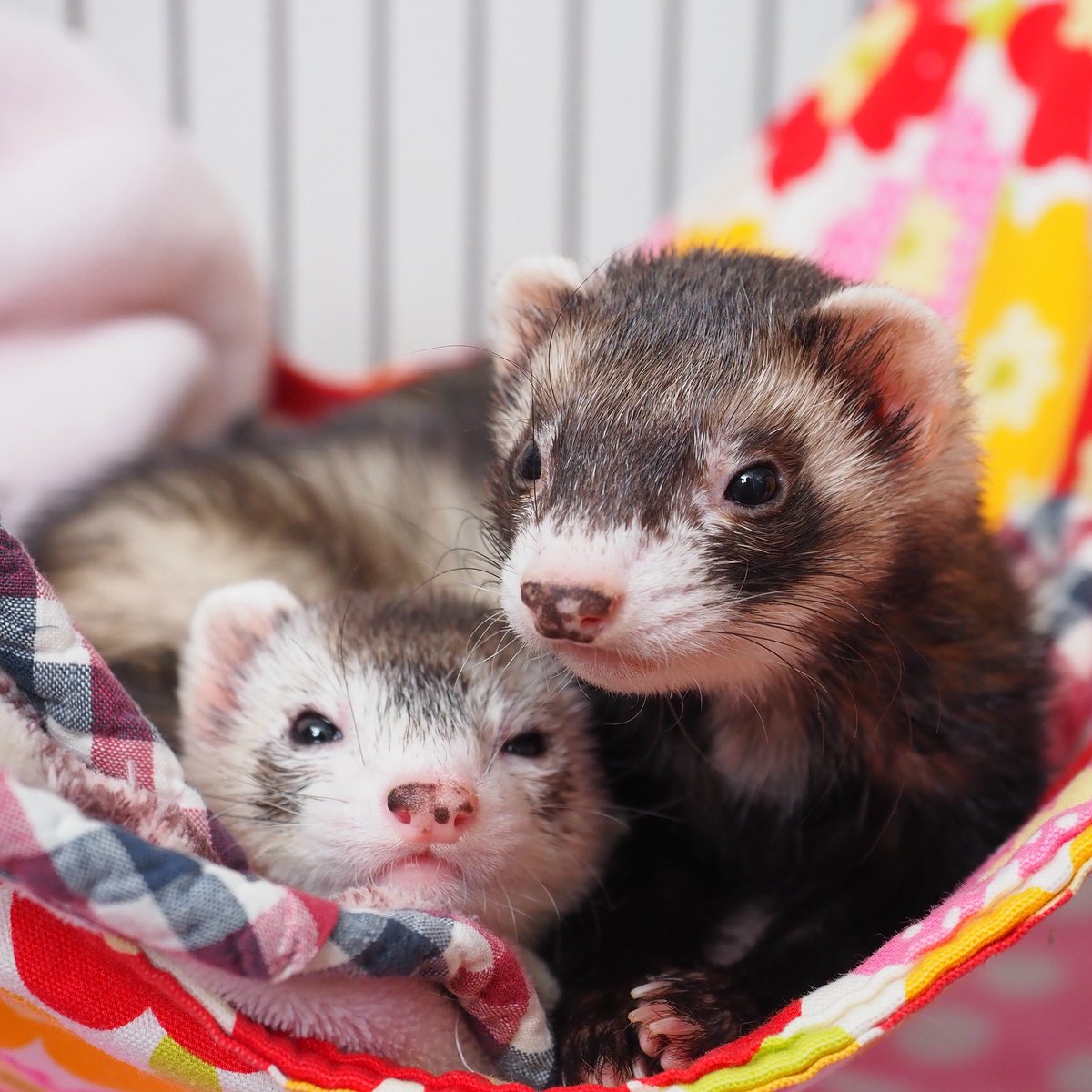 あっきー様ご確認ページ あっきー様ʢ☘︎-·̮•̯ʡʢ•̯·̫-☀︎ʡ on X