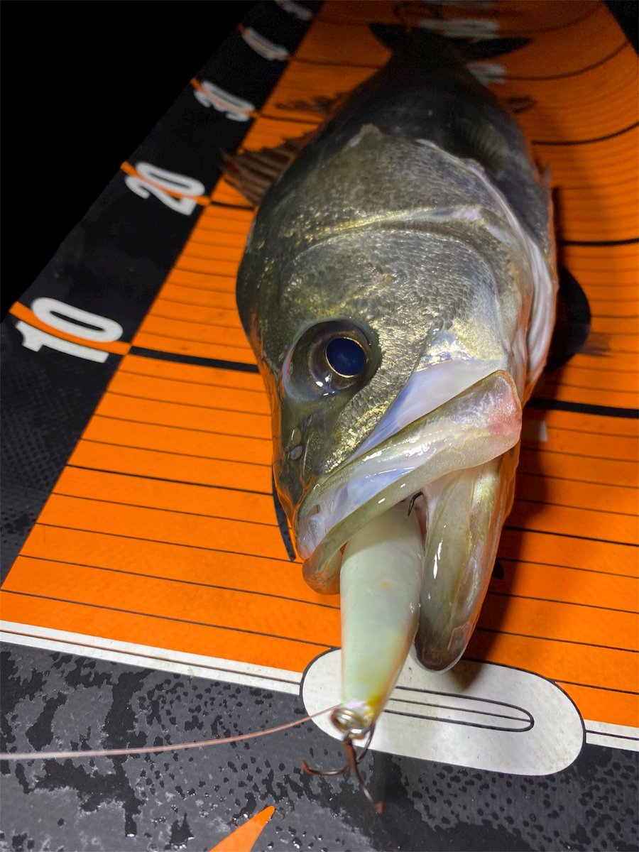 さくとぅー (@yukirinn1101) / Posts / X