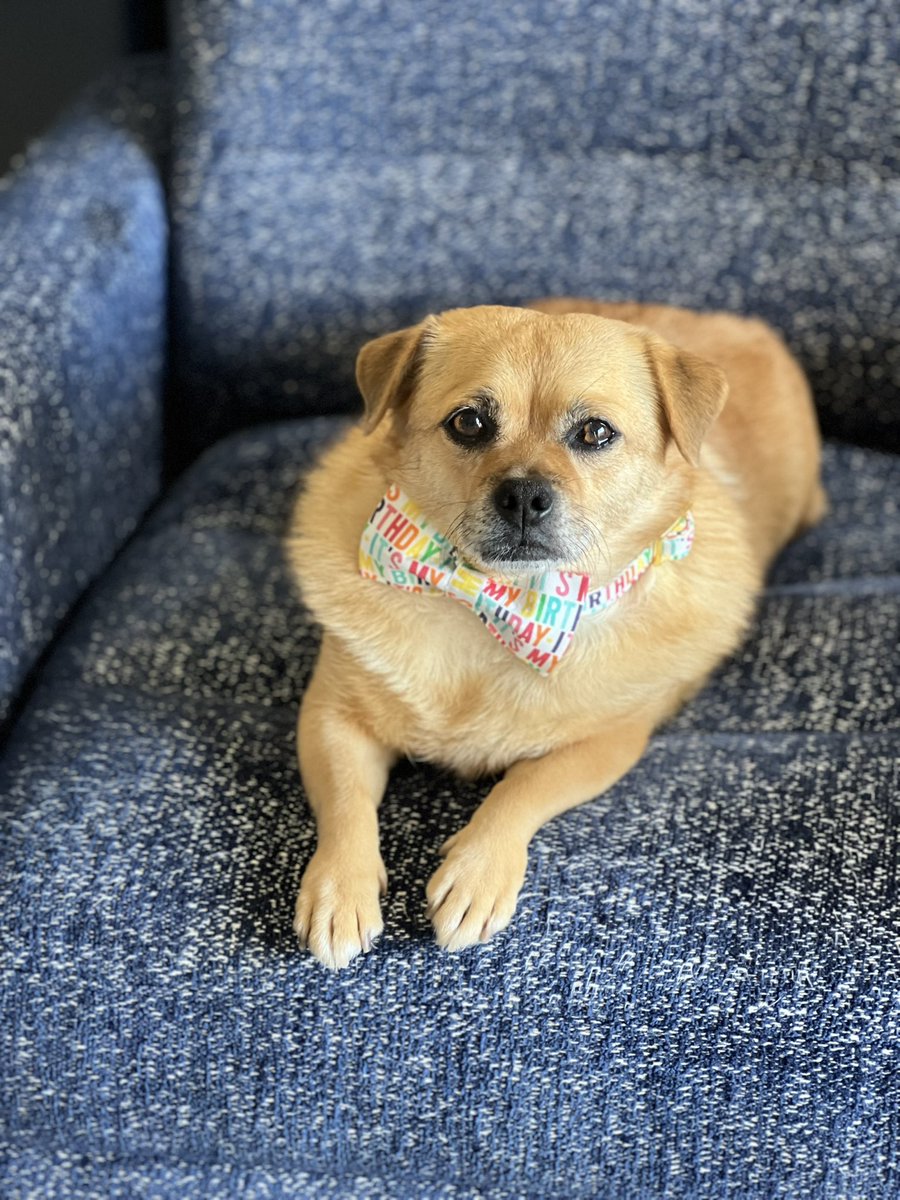 Harry the Chug tweet media
