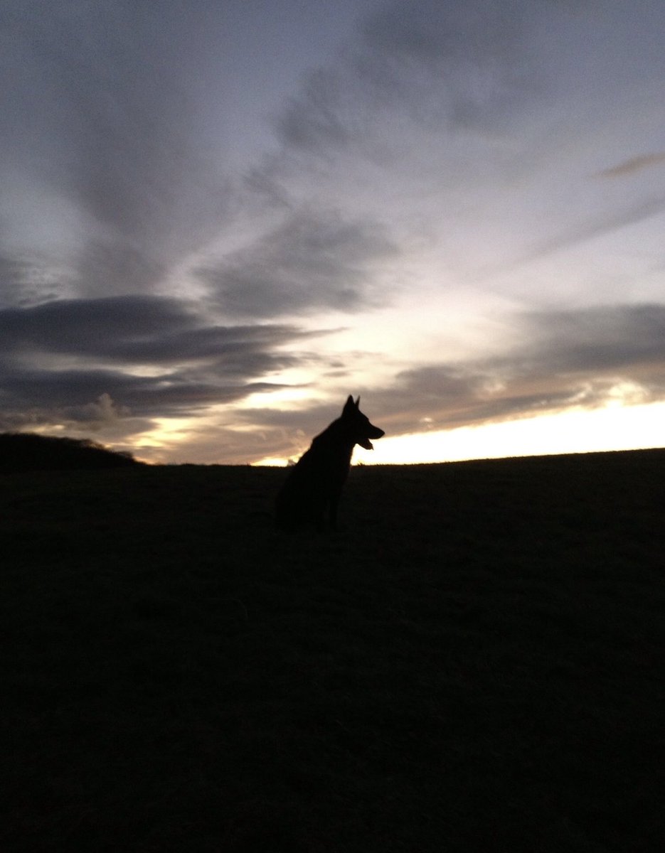 RPD Olaf and PD EmmyLou tweet media