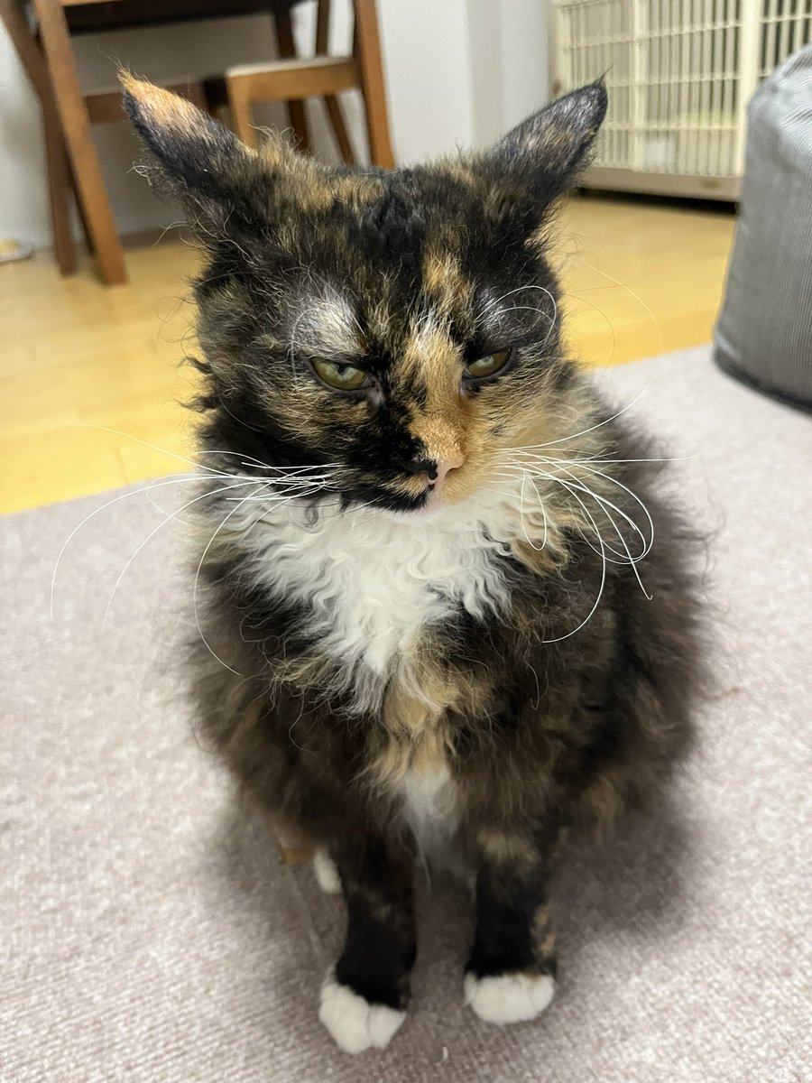 🇯🇵黒猫さん on X