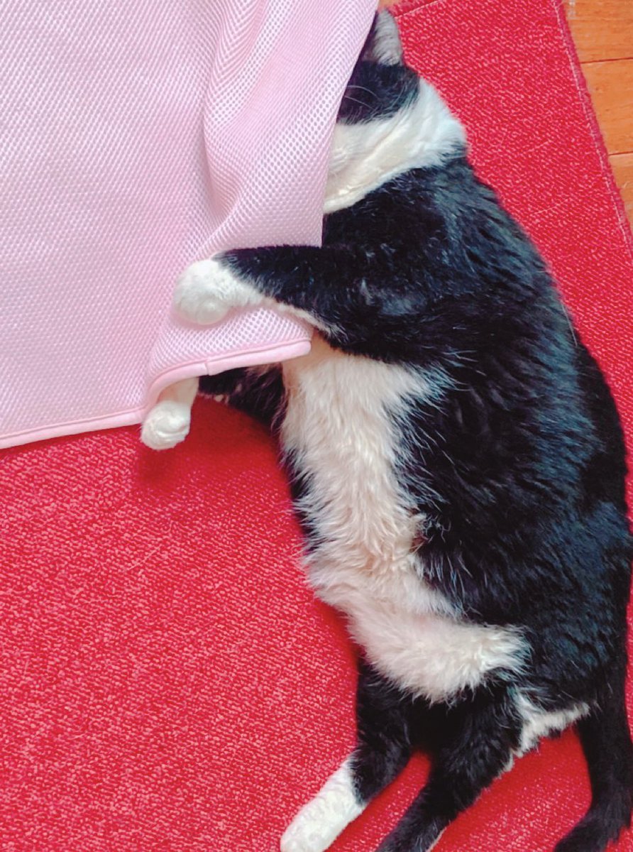 mof_u3u_s2's tweet image. あと 5じかん は ねるでっち

おはようすみなさい🌱𓂃 𓈒𓏸

 #猫好きさんと繋がりたい #猫がいる暮らし #猫がいる幸せ #おすし