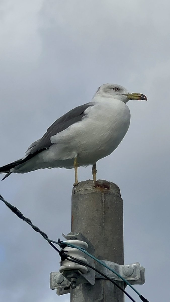 卍やまちゃん@寝返りニキ (@YAMA__hs) / Posts / X