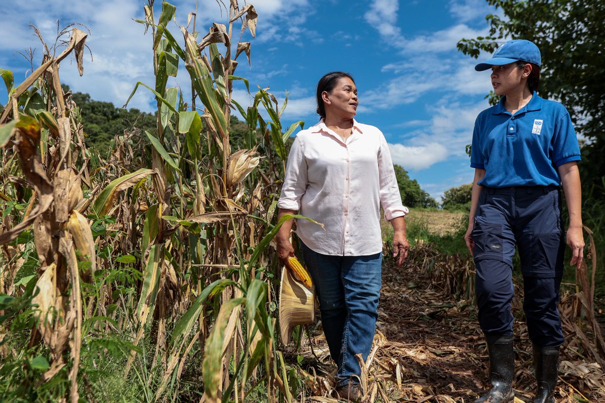 UNDPasiapac's tweet image. “Soil is like our skin. If we burn it, it takes a long time to heal.”

In Phetchabun, Thailand, maize farmers are shifting from burning to soil-restoring practices through the #SCALA programme — building healthier land and stronger resilience.🌱 

Read more:…