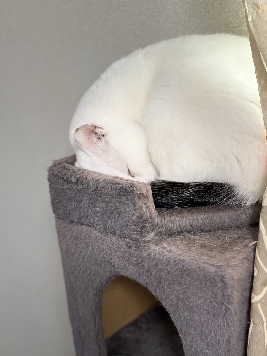 FuFuFu88Fu's tweet image. おはようございますﾆｬﾝ♡♡

yukiｻﾝここ2〜3日食べると戻すが続いていて昨日病院に…エコーで内蔵を全部見ていただいて血液検査もしてもらいました。どこも異常ありませんでした。吐くのは何故なのか…とりあえず胃薬と吐き気止め昨夜から飲み始めました。