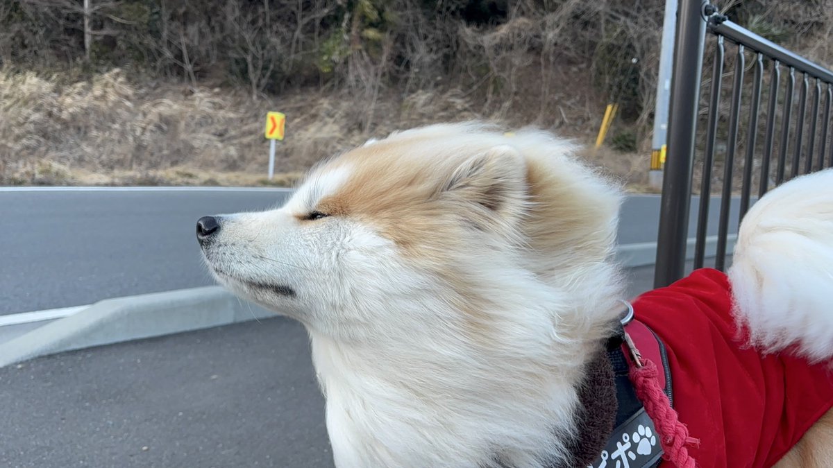 Pipo_Pi_p0's tweet photo. 今日も風強いね https://t.co/cD9GWuFMpS