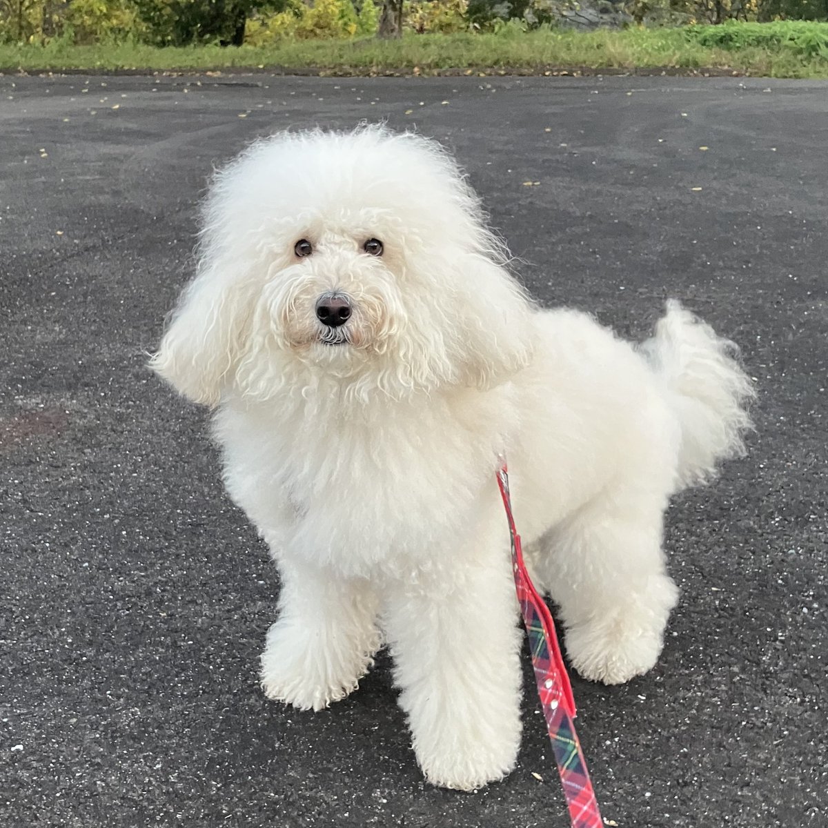 最近 朝の散公園でお友達に会わないね『熊が怖いからワン』